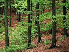 Beechwood Forest, Skane, Sweden